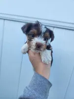 Parti-Yorkie-Toy/Traditional Size, a female Yorkshire Terrier for sale in Ocala, FL – Photo 1 of 4