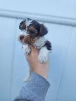 Parti-Yorkie-Toy/Traditional Size, a female Yorkshire Terrier for sale in Ocala, FL – Photo 4 of 4