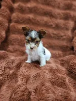 Toy Yokie-Beautiful Boy!, a male Yorkshire Terrier for sale in Ocala, FL – Photo 1 of 5