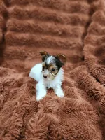 Toy Yokie-Beautiful Boy!, a male Yorkshire Terrier for sale in Ocala, FL – Photo 3 of 5