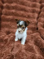 Toy Yokie-Beautiful Boy!, a male Yorkshire Terrier for sale in Ocala, FL – Photo 4 of 5