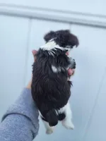 Parti-Yorkie-Toy/Traditional Size, a female Yorkshire Terrier for sale in Ocala, FL – Photo 2 of 4