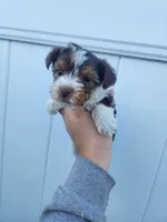 Parti-Yorkie-Toy/Traditional Size, a female Yorkshire Terrier for sale in Ocala, FL – Photo 3 of 4