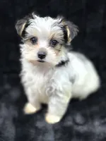 Max , a male Yorkshire Terrier and Morkie for sale in Ocala, FL – 9 of 9