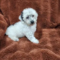 Make A Offer-Toy/Mini Schnoodle, a male Miniature Schnauzer and Poodle - Toy  for sale in Ocala, FL – Photo 5 of 10