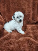Yogi-Toy/Mini Schnoodle, a male Miniature Schnauzer and Poodle - Toy  for sale in Ocala, FL – Photo 5 of 10