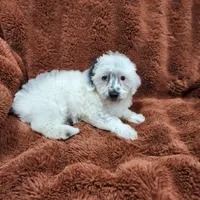 Make A Offer-Toy/Mini Schnoodle, a male Miniature Schnauzer and Poodle - Toy  for sale in Ocala, FL – Photo 3 of 10