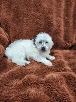 Yogi-Toy/Mini Schnoodle, a male Miniature Schnauzer and Poodle - Toy  for sale in Ocala, FL – Photo 3 of 10