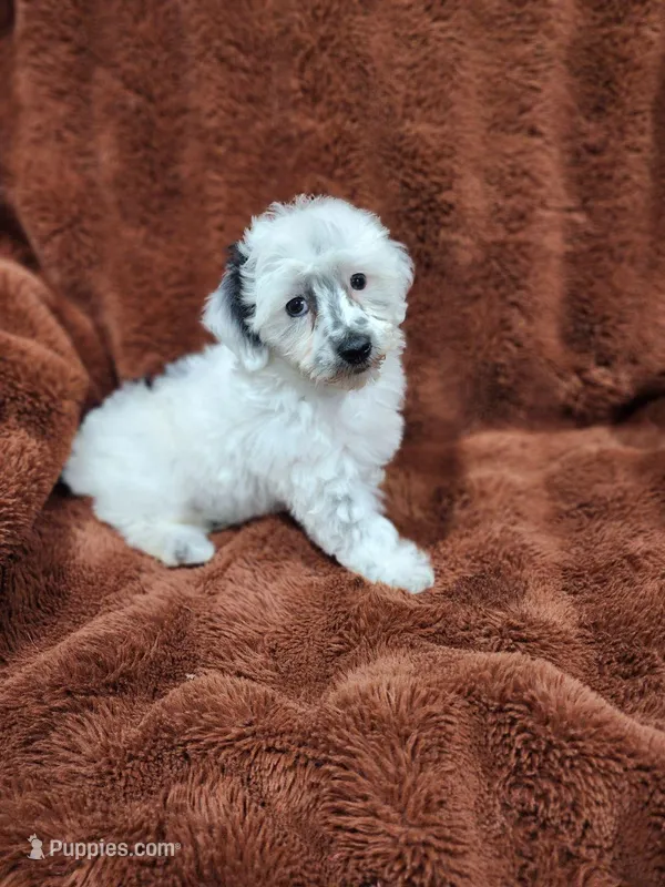 Yogi-Toy/Mini Schnoodle – Miniature Schnauzer, Poodle - Toy  puppy for sale in Ocala, FL