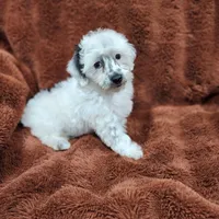 Make A Offer-Toy/Mini Schnoodle, a male Miniature Schnauzer and Poodle - Toy  for sale in Ocala, FL – Photo 1 of 10
