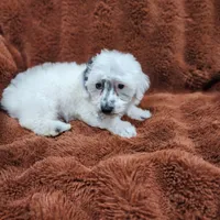 Make A Offer-Toy/Mini Schnoodle, a male Miniature Schnauzer and Poodle - Toy  for sale in Ocala, FL – Photo 10 of 10