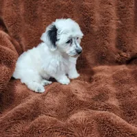 Make A Offer-Toy/Mini Schnoodle, a male Miniature Schnauzer and Poodle - Toy  for sale in Ocala, FL – Photo 6 of 10