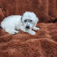 Make A Offer-Toy/Mini Schnoodle, a male Miniature Schnauzer and Poodle - Toy  for sale in Ocala, FL – Photo 7 of 10