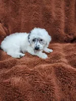 Yogi-Toy/Mini Schnoodle, a male Miniature Schnauzer and Poodle - Toy  for sale in Ocala, FL – Photo 7 of 10