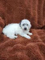 Yogi-Toy/Mini Schnoodle, a male Miniature Schnauzer and Poodle - Toy  for sale in Ocala, FL – Photo 4 of 10