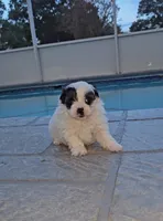 Panda-teacup, a male Yorkshire Terrier and Morkie for sale in Ocala, FL – 4 of 4