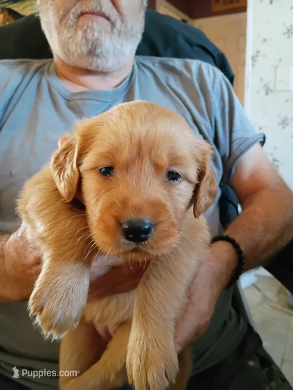 George  – Golden Retriever puppy for sale in Skipperville, AL