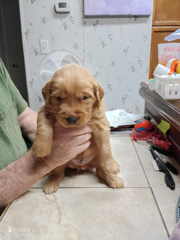 Cooper – Golden Retriever puppy for sale in Skipperville, AL