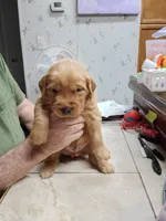 Cooper, a male Golden Retriever for sale in Skipperville, AL – 1 of 1