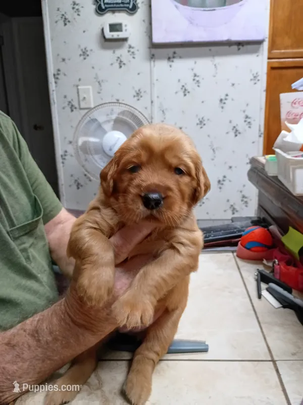 Dolly – Golden Retriever puppy for sale in Skipperville, AL