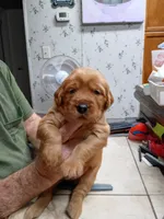 Dolly, a female Golden Retriever for sale in Skipperville, AL – 1 of 1