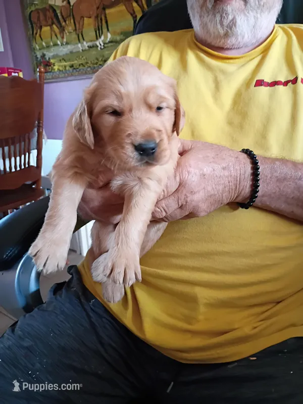 Shaggy – Golden Retriever puppy for sale in Skipperville, AL