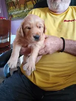 Shaggy, a male Golden Retriever for sale in Skipperville, AL – 1 of 2