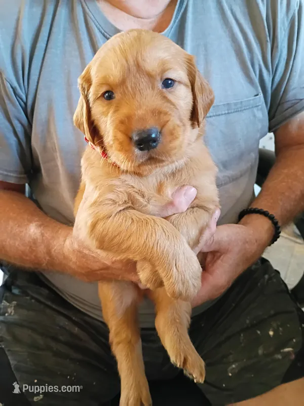 Scooby  – Golden Retriever puppy for sale in Skipperville, AL