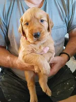 Photo of Scooby 