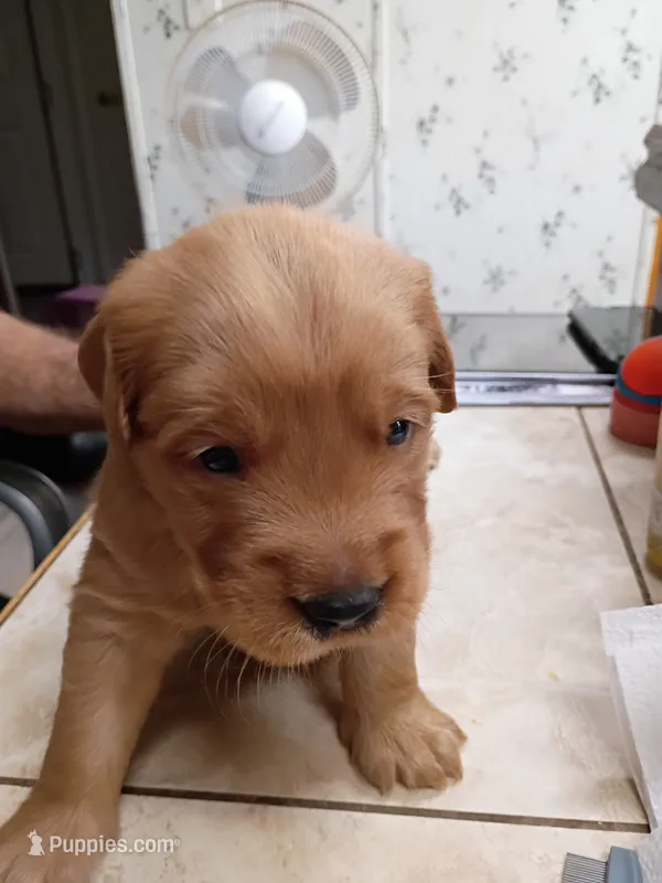 Morgan – Golden Retriever puppy for sale in Skipperville, AL