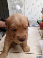 Morgan, a male Golden Retriever for sale in Skipperville, AL – 1 of 1