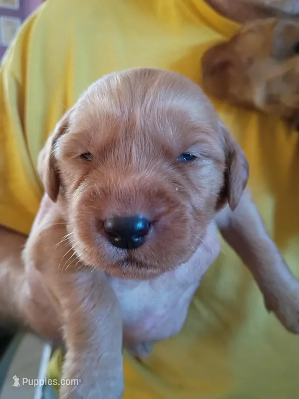 #7 – Golden Retriever puppy for sale in Skipperville, AL