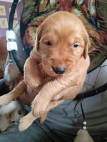 Rufus Jr., a male Golden Retriever for sale in Skipperville, AL – Photo 2 of 2