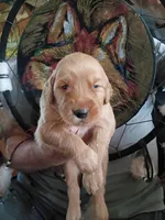 Betty, a female Golden Retriever for sale in Skipperville, AL – Photo 2 of 2