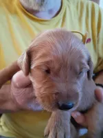 Betty, a female Golden Retriever for sale in Skipperville, AL – Photo 1 of 2