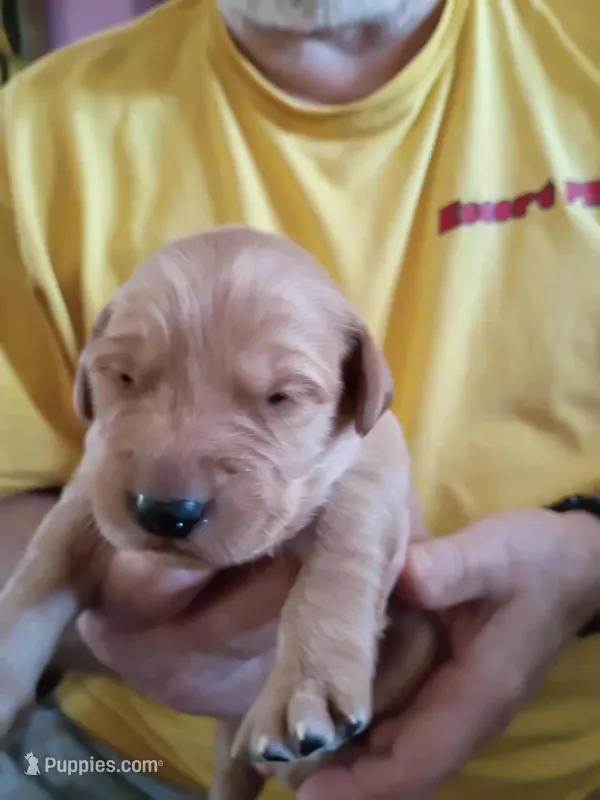 #8 – Golden Retriever puppy for sale in Skipperville, AL