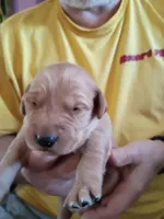 Huey, a male Golden Retriever for sale in Skipperville, AL – Photo 1 of 2