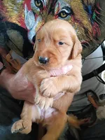 Huey, a male Golden Retriever for sale in Skipperville, AL – Photo 2 of 2