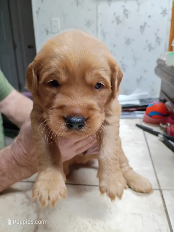 Wilson – Golden Retriever puppy for sale in Skipperville, AL