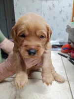 Wilson, a male Golden Retriever for sale in Skipperville, AL – 1 of 1