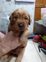 Becca, a female Golden Retriever for sale in Skipperville, AL – 1 of 1
