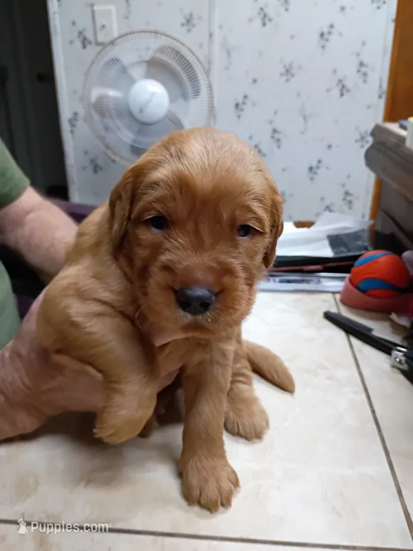 Riley – Golden Retriever puppy for sale in Skipperville, AL