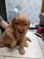 Riley, a male Golden Retriever for sale in Skipperville, AL – 1 of 1