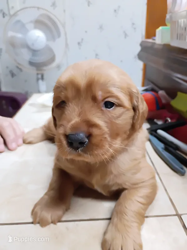 Ella – Golden Retriever puppy for sale in Skipperville, AL