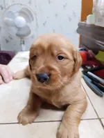 Ella, a female Golden Retriever for sale in Skipperville, AL – 1 of 1