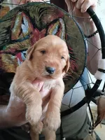 Daisey, a female Golden Retriever for sale in Skipperville, AL – Photo 2 of 2
