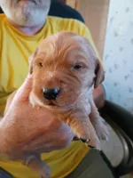 Daisey, a female Golden Retriever for sale in Skipperville, AL – Photo 1 of 2