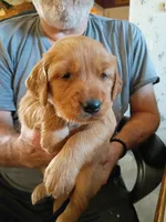 Pebbles , a female Golden Retriever for sale in Skipperville, AL – Photo 3 of 4