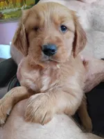 Pebbles , a female Golden Retriever for sale in Skipperville, AL – Photo 4 of 4