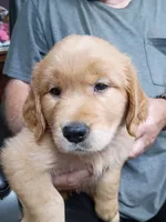 Shaggy, a male Golden Retriever for sale in Skipperville, AL – 2 of 2